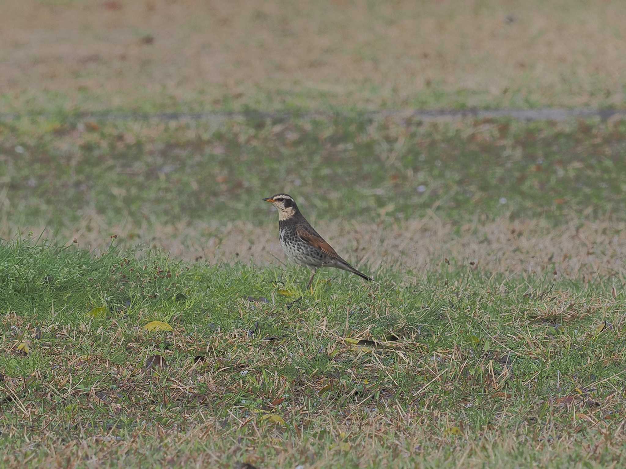 Photo of Dusky Thrush at 定光寺公園 by MaNu猫