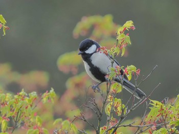 Japanese Tit 定光寺公園 Wed, 4/10/2024