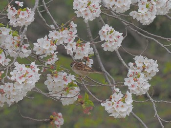 スズメ 定光寺公園 2024年4月10日(水)