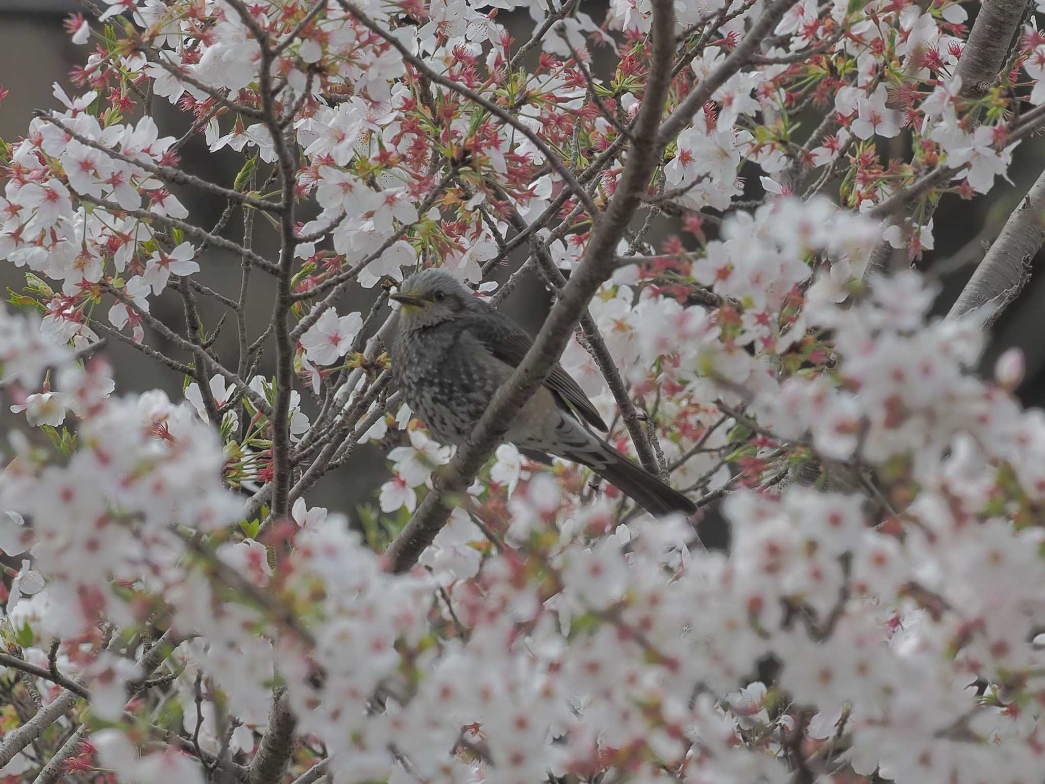 Brown-eared Bulbul