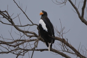 2018年12月23日(日) 北海道　八雲町　遊楽部川の野鳥観察記録