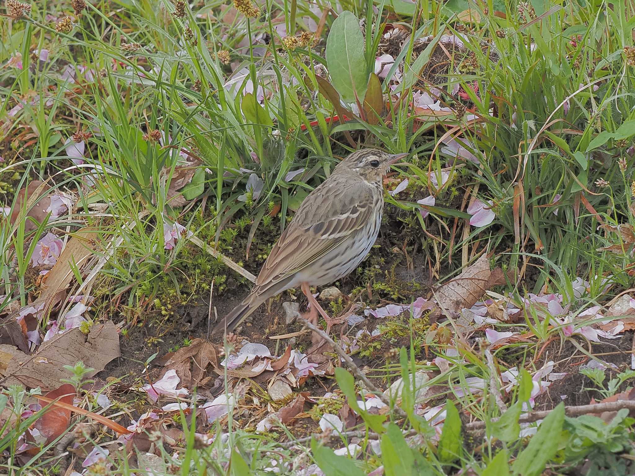 Photo of Olive-backed Pipit at 定光寺公園 by MaNu猫