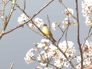 アオジ 定光寺公園 2024年4月10日(水)