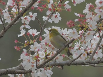 メジロ 定光寺公園 2024年4月10日(水)