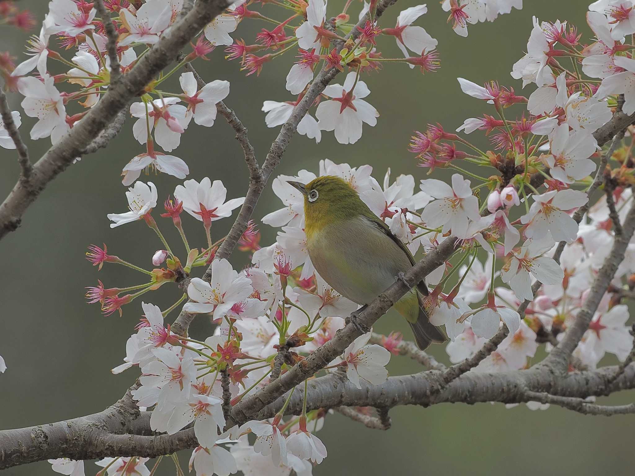 Warbling White-eye