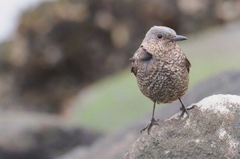 Blue Rock Thrush 浦賀港 Sat, 4/6/2024