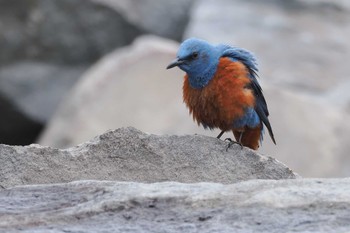 Blue Rock Thrush 浦賀港 Sat, 4/6/2024