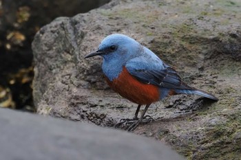 Blue Rock Thrush 浦賀港 Sat, 4/6/2024