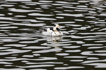 Smew 西池（滋賀県長浜市） Fri, 2/23/2024