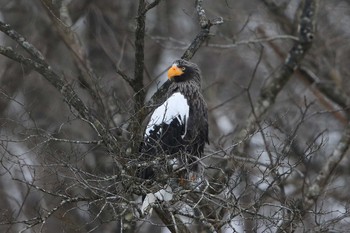 オオワシ 北海道　八雲町　遊楽部川 2018年12月23日(日)