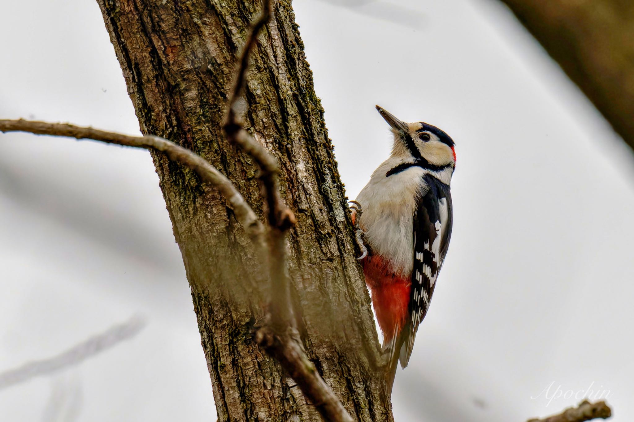 Great Spotted Woodpecker