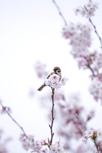 Eurasian Tree Sparrow 佐保川 Sun, 4/7/2024