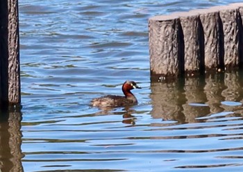 Little Grebe Yatsu-higata Wed, 4/10/2024