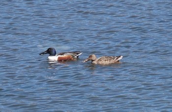 Northern Shoveler Yatsu-higata Wed, 4/10/2024