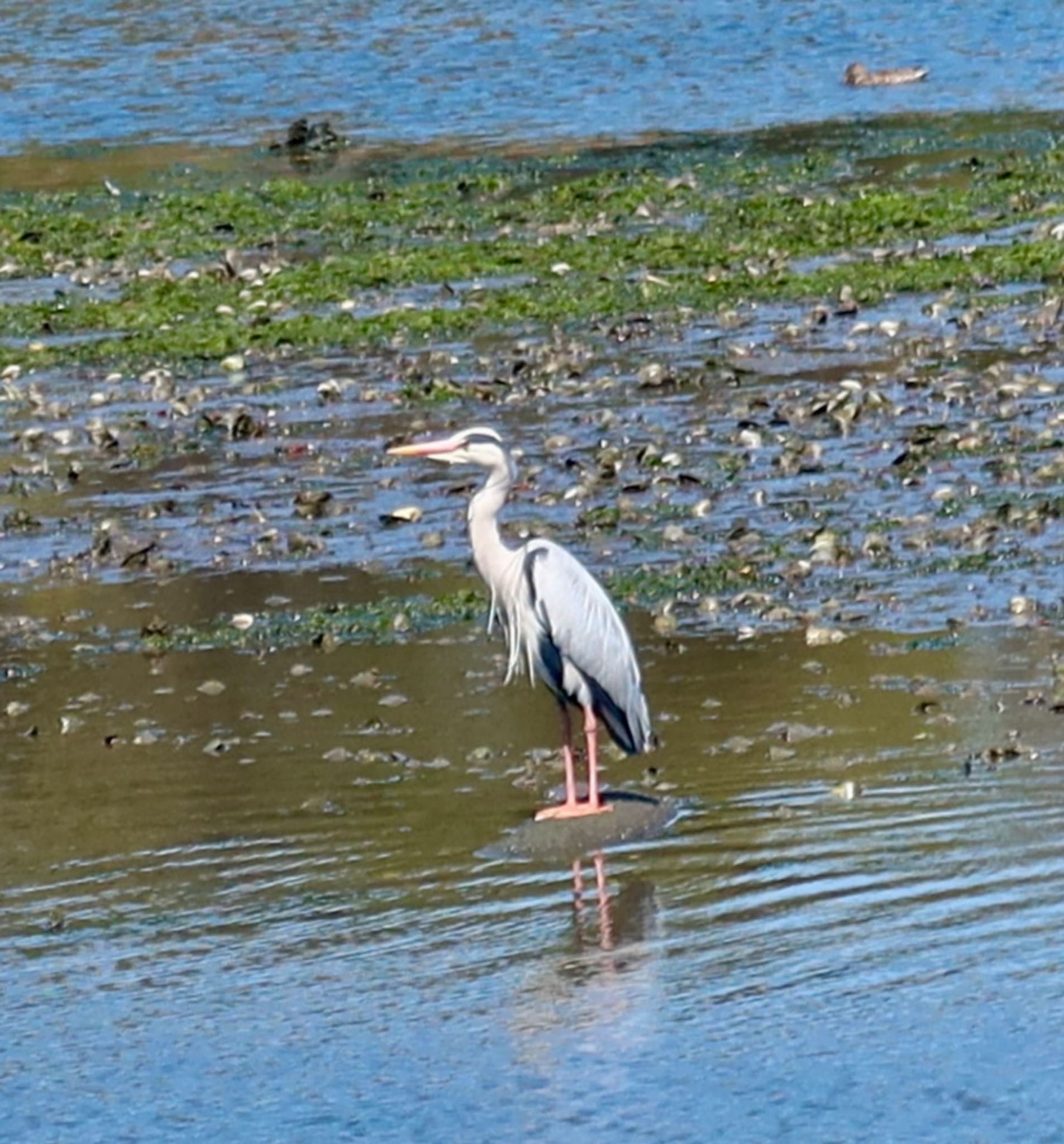 Grey Heron