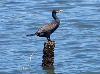 Great Cormorant Yatsu-higata Wed, 4/10/2024