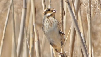 Common Reed Bunting 奈良県 Wed, 4/10/2024