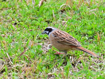 ホオジロ 馬見丘陵公園 2024年4月5日(金)