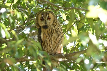 Long-eared Owl Watarase Yusuichi (Wetland) Wed, 4/10/2024