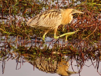 Eurasian Bittern 伊庭内湖 Fri, 3/22/2024