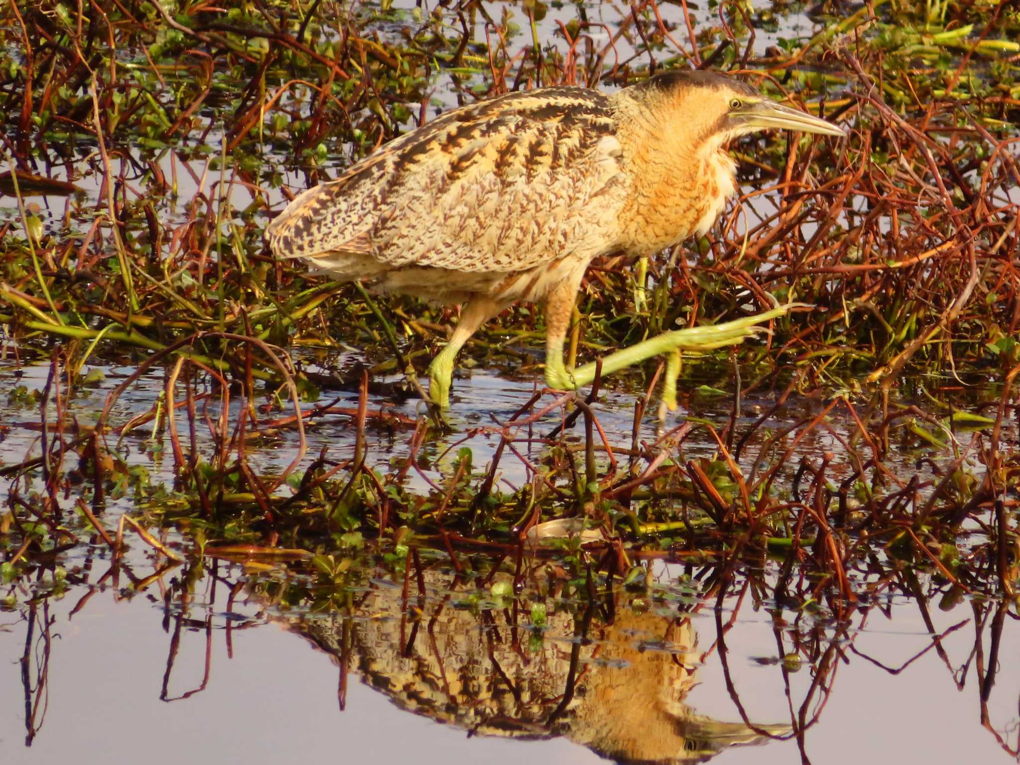 Photo of Eurasian Bittern at 伊庭内湖 by ゆ