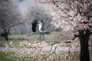 コウノトリ 渡良瀬遊水地 2024年4月10日(水)