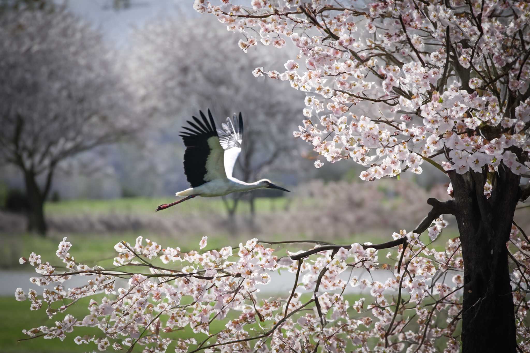 渡良瀬遊水地 コウノトリの写真 by Yokai