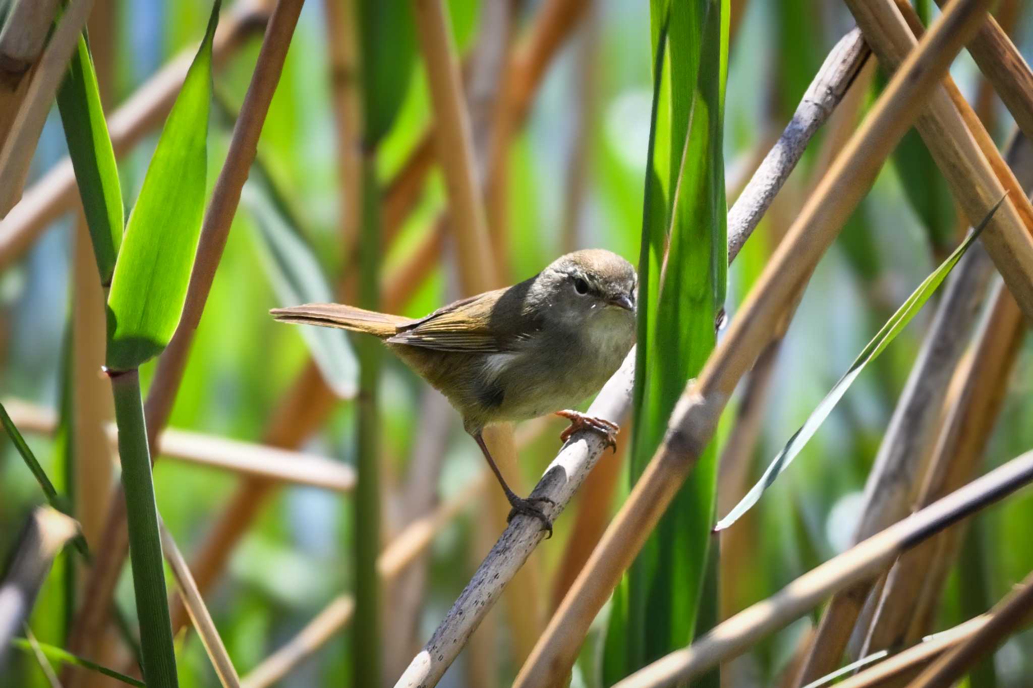 Photo of Japanese Bush Warbler at Watarase Yusuichi (Wetland) by Yokai