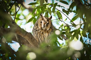 Long-eared Owl Watarase Yusuichi (Wetland) Wed, 4/10/2024