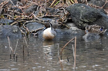 Northern Pintail 西池（滋賀県長浜市） Fri, 2/23/2024