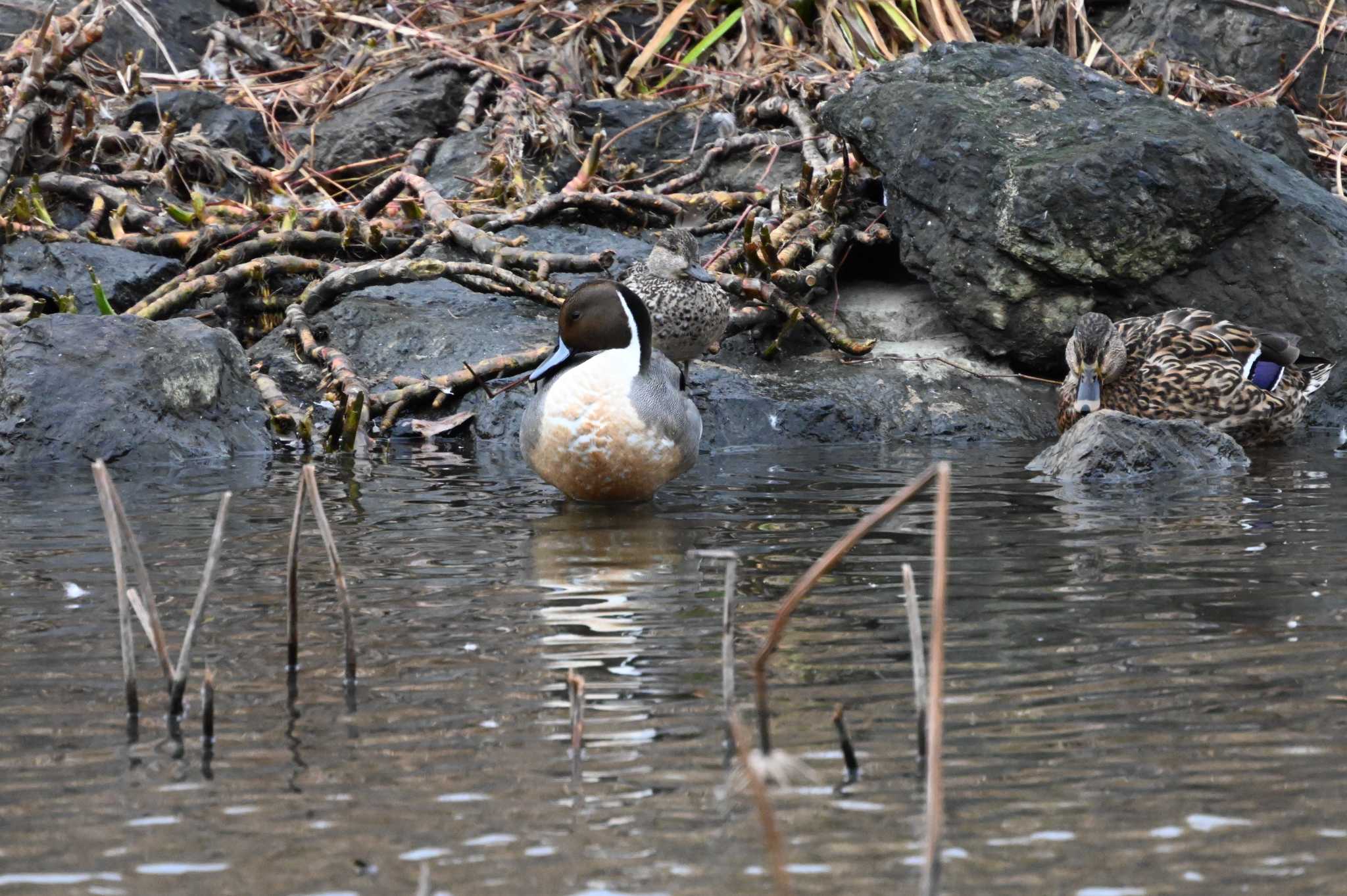 Northern Pintail