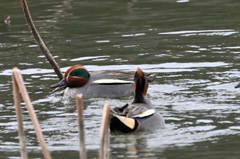 Eurasian Teal 西池（滋賀県長浜市） Fri, 2/23/2024