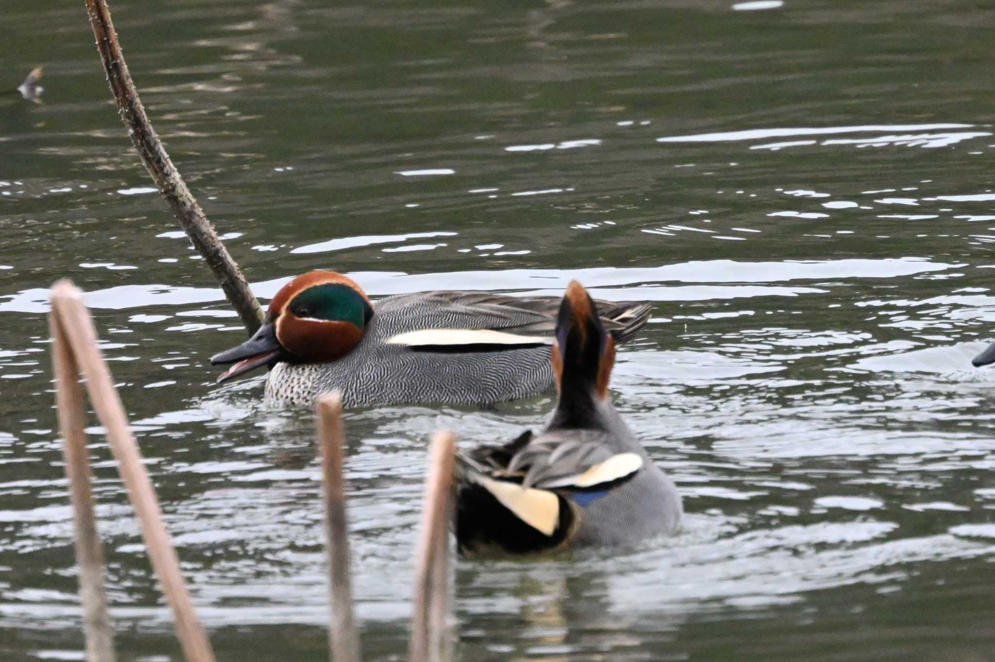 Eurasian Teal