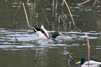 Mallard 西池（滋賀県長浜市） Fri, 2/23/2024