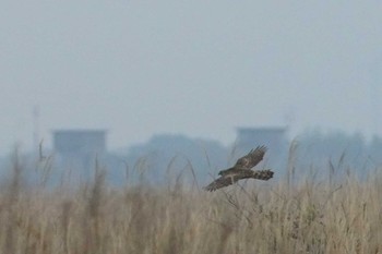 Eurasian Goshawk 千葉県利根川 Wed, 4/3/2024