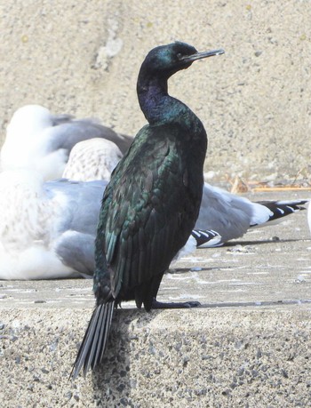 Pelagic Cormorant Unknown Spots Sat, 3/2/2024