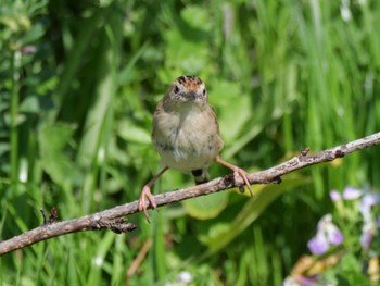 Zitting Cisticola 多摩川 Sat, 3/30/2024