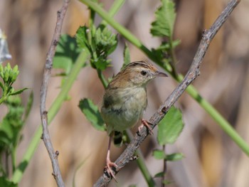 Zitting Cisticola 多摩川 Sat, 3/30/2024