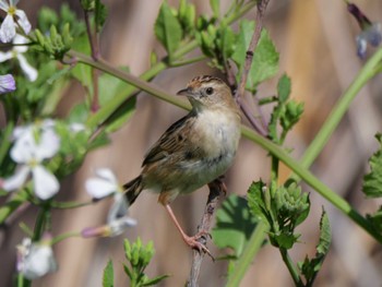 Zitting Cisticola 多摩川 Sat, 3/30/2024