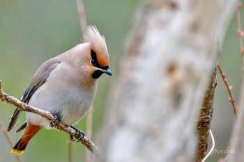 Bohemian Waxwing Kitamoto Nature Observation Park Sat, 3/23/2024