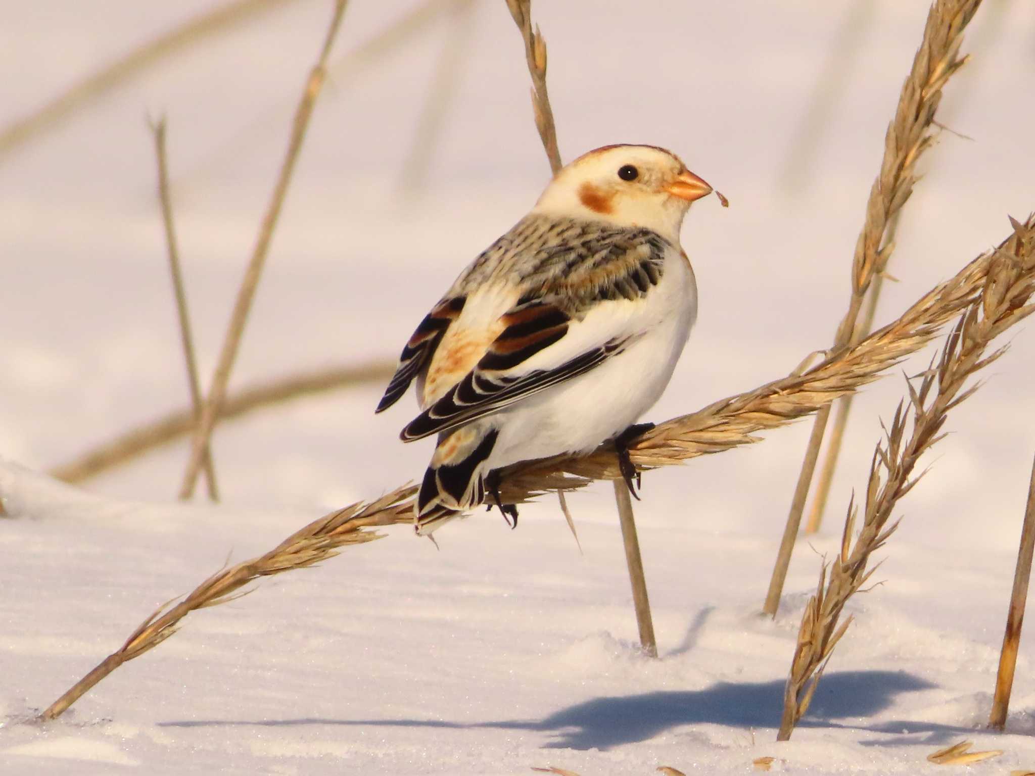 Snow Bunting