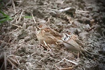 Chestnut-eared Bunting 埼玉県 Sat, 4/6/2024