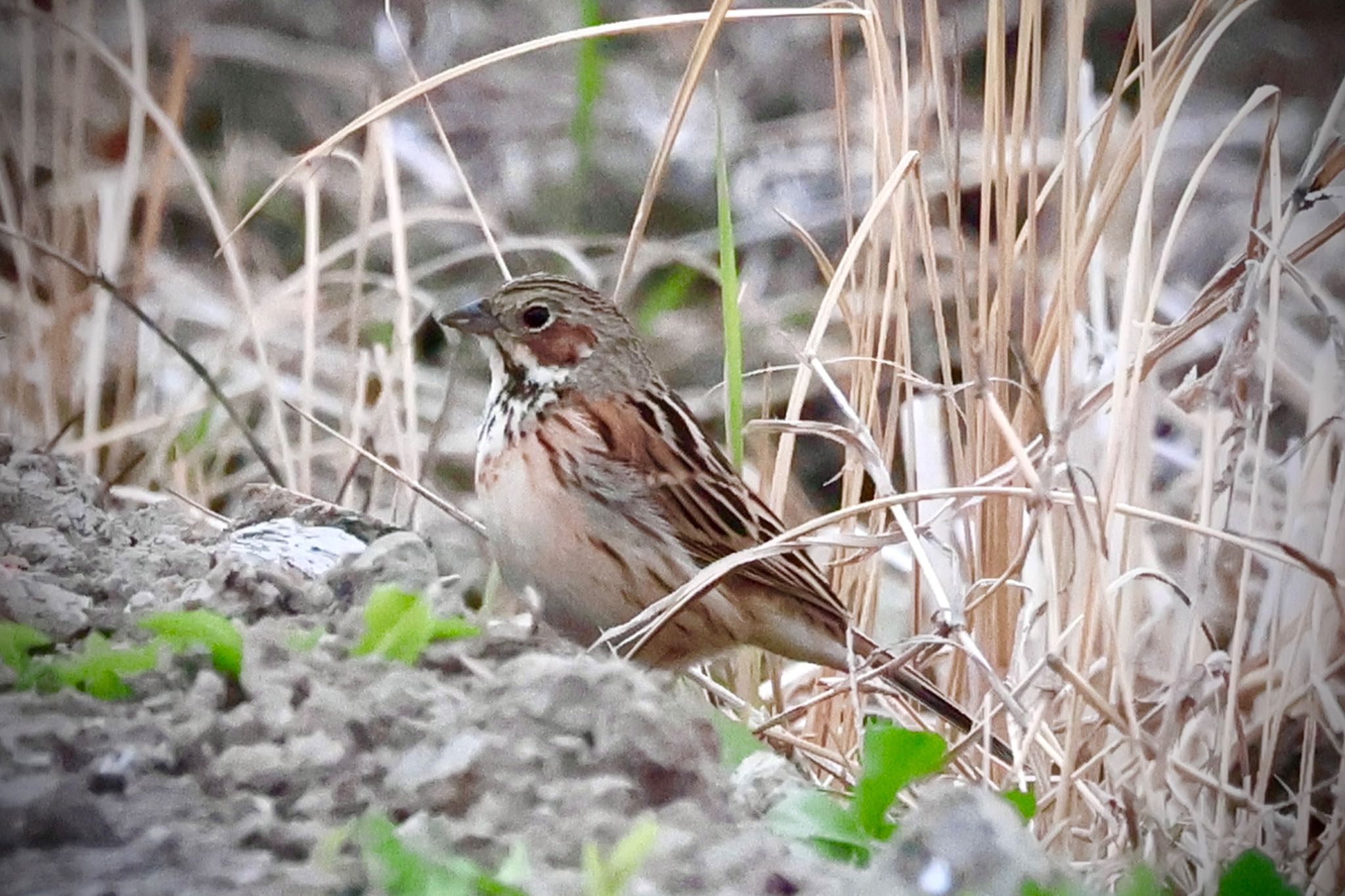 Photo of Chestnut-eared Bunting at 埼玉県 by カバ山PE太郎