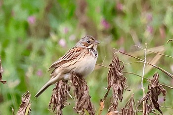 Chestnut-eared Bunting 埼玉県 Sat, 4/6/2024