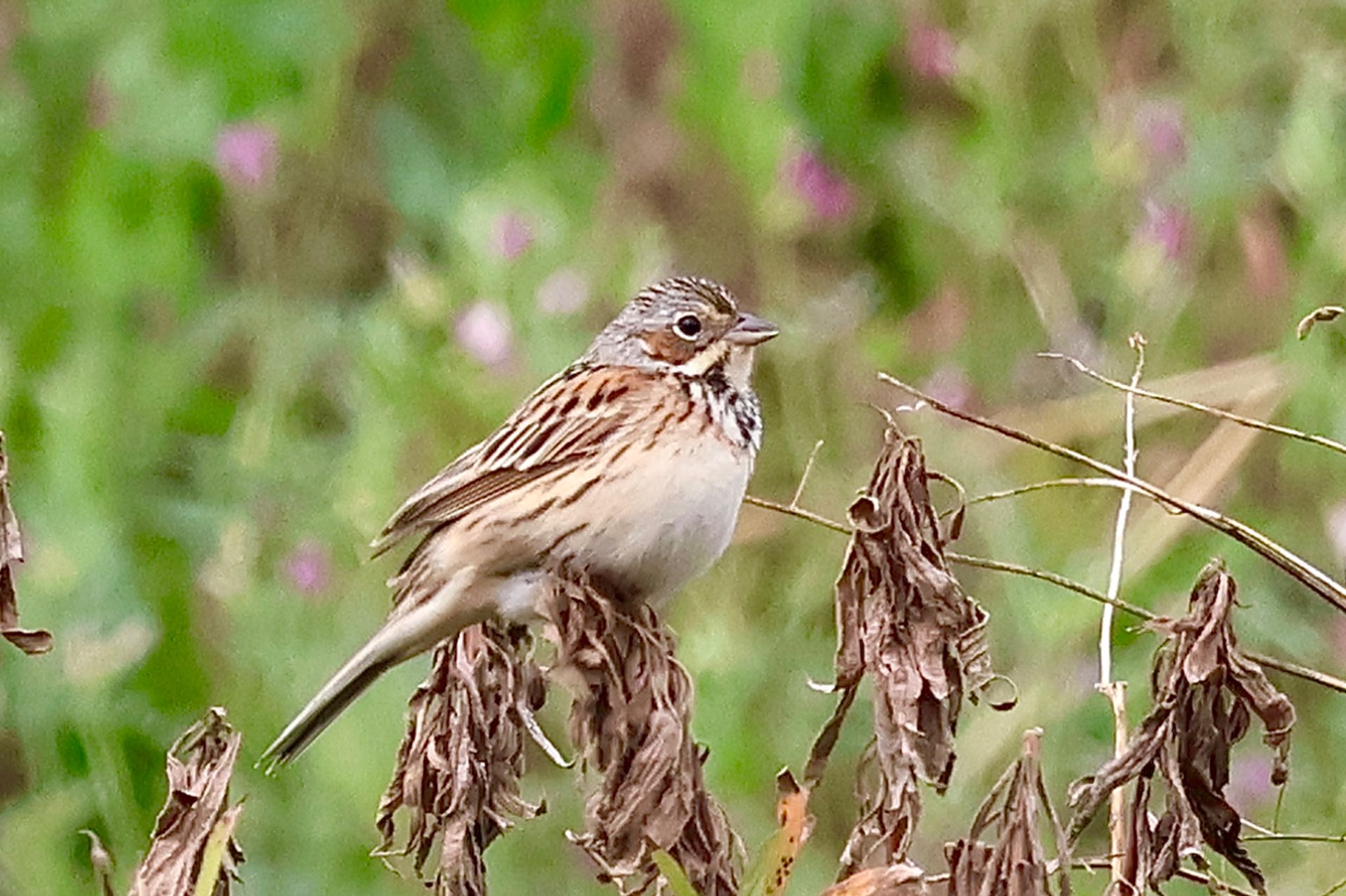 Photo of Chestnut-eared Bunting at 埼玉県 by カバ山PE太郎