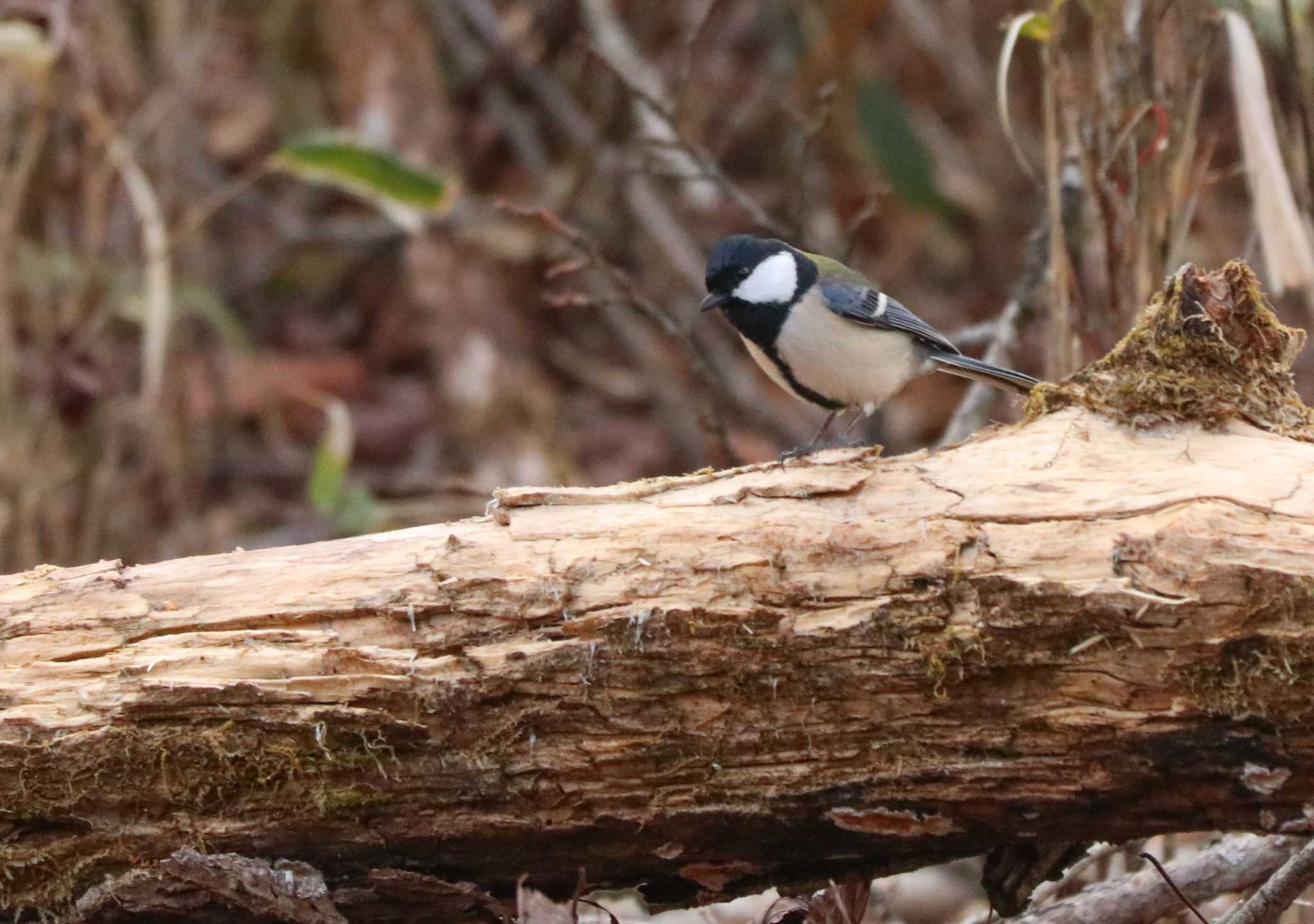 Japanese Tit