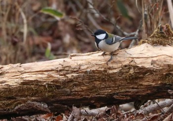 Japanese Tit Yanagisawa Pass Sat, 4/6/2024