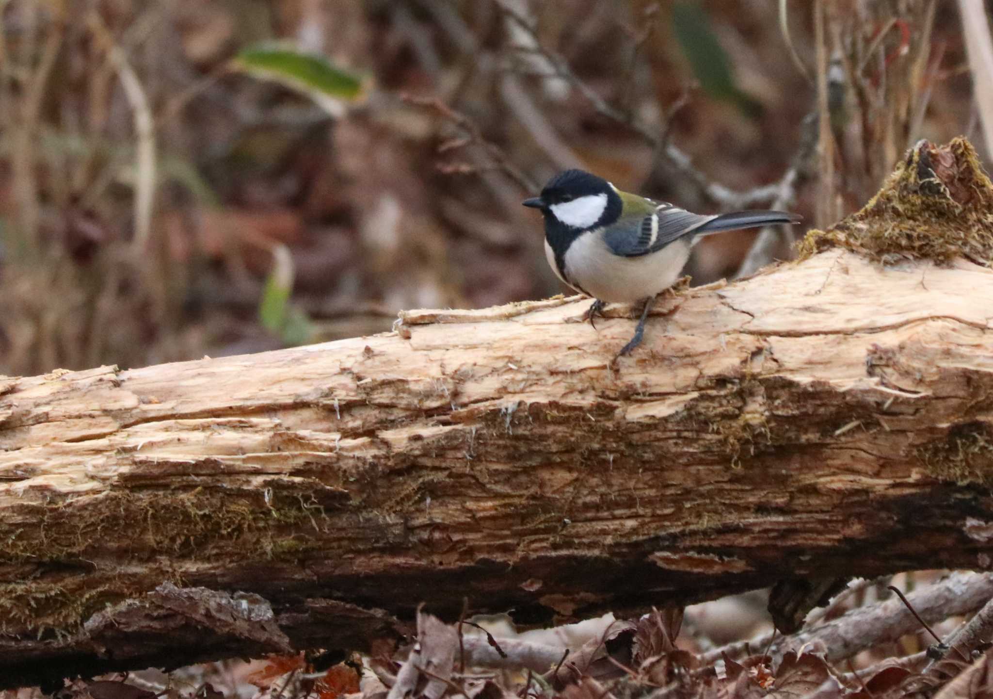 Japanese Tit