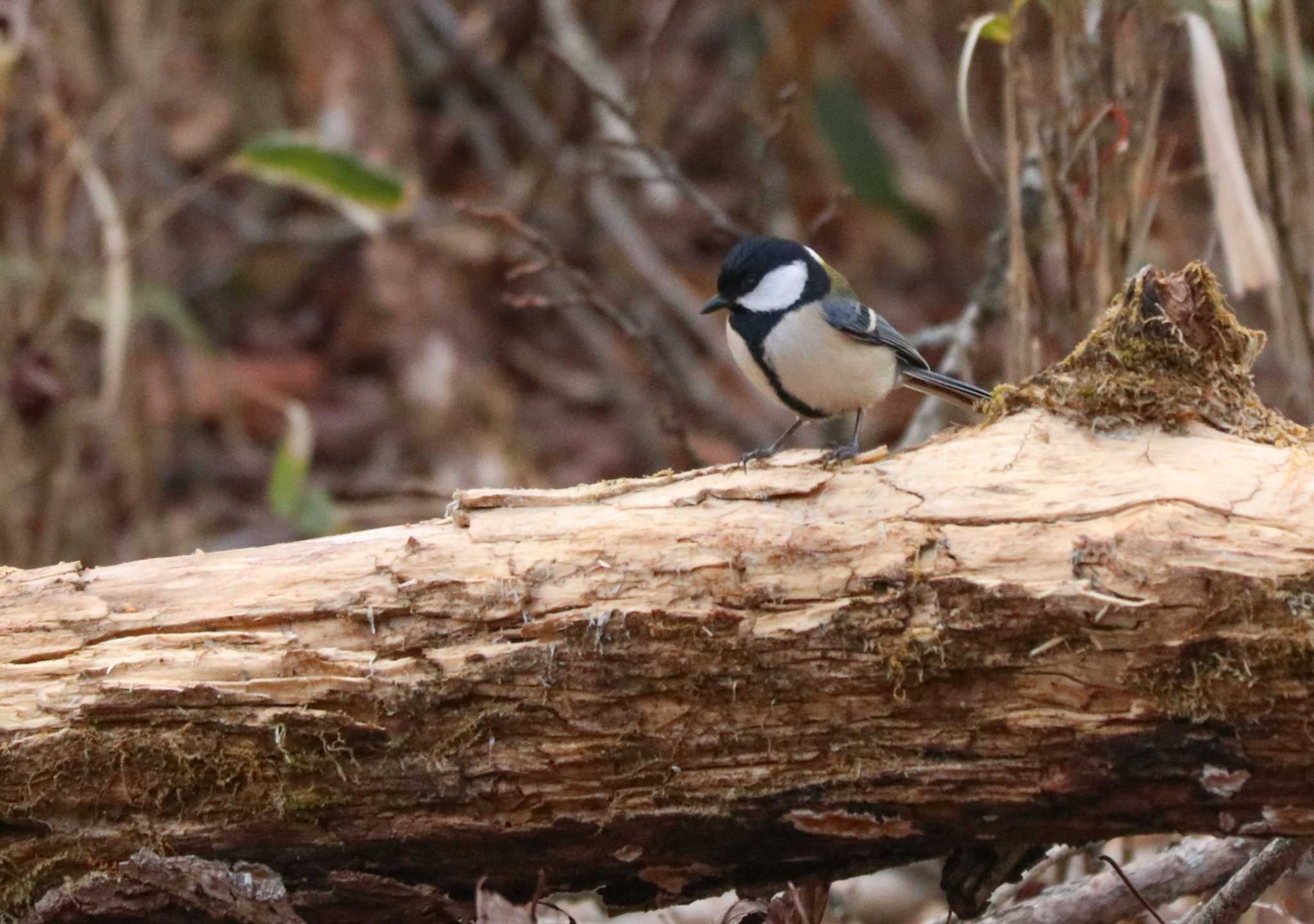 Japanese Tit