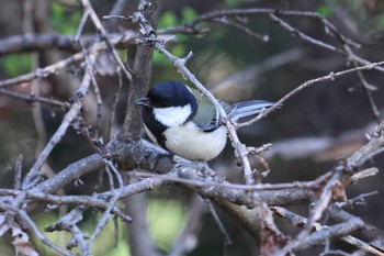 Japanese Tit Osaka castle park Sun, 3/10/2024